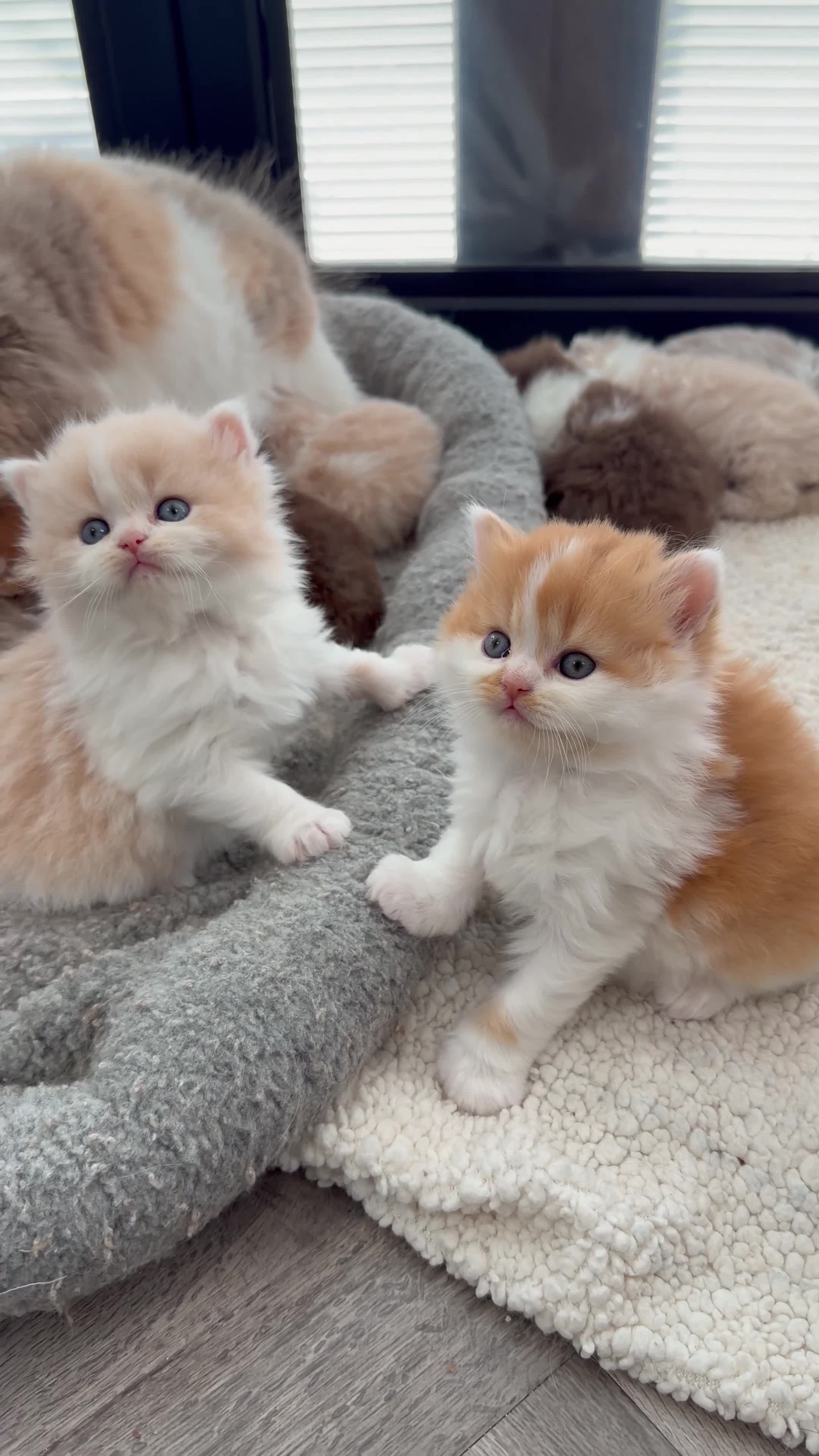 British Longhair cats for sale:     🤎 British Longhair Boys Ready End July in Beverley - Video 1