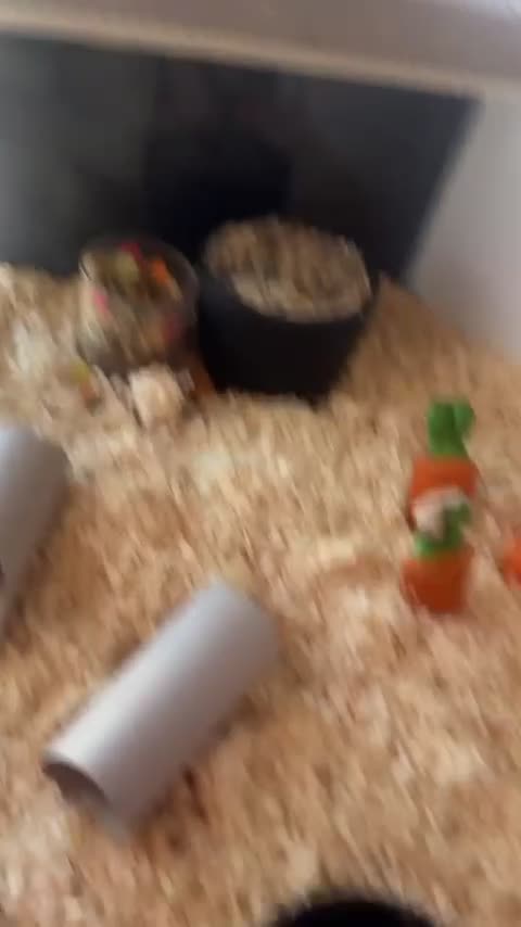 Hamster rodents for sale: Syrian hamster  in Leeds - Video 2