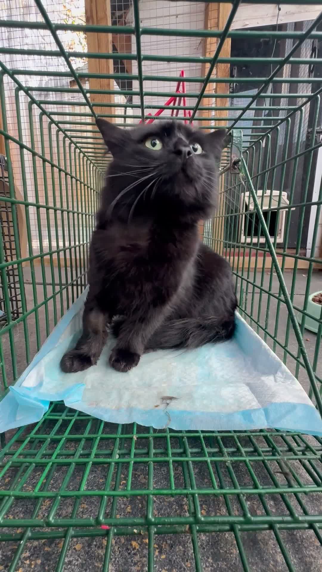 Bombay cats for sale: Two boys and one girl semi feral - Video 1