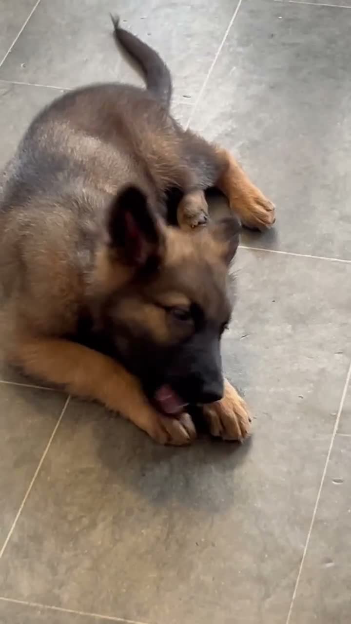 German Shepherd dogs for sale: Beautiful German shepherd cross Belgium shepherd  - Video 1