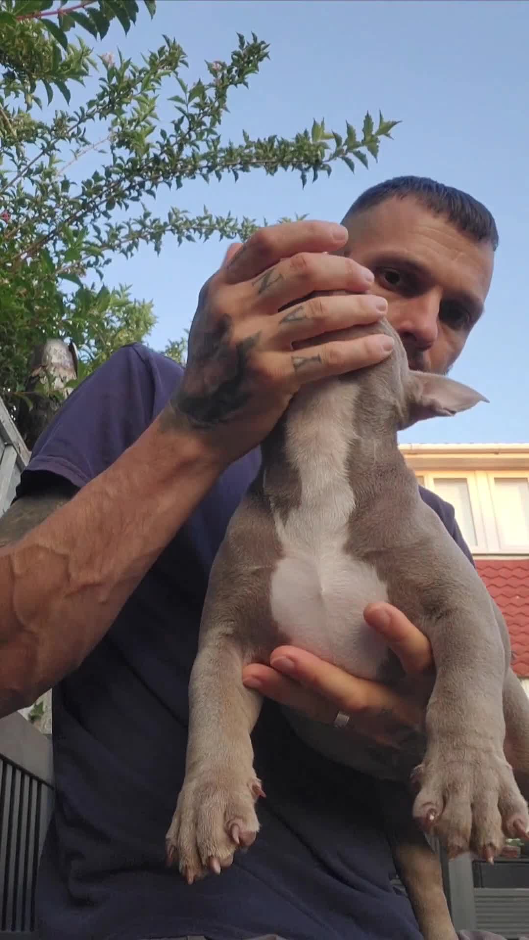 American Bully dogs for sale: American Bully female with extreme future  - Video 1