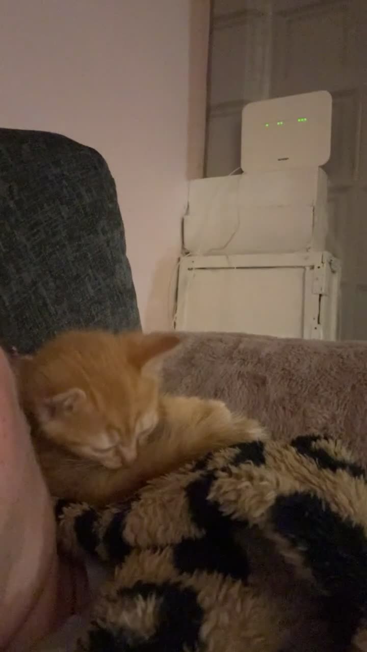 Mixed Breed cats for sale: Beautiful ginger kittens  - Video 1
