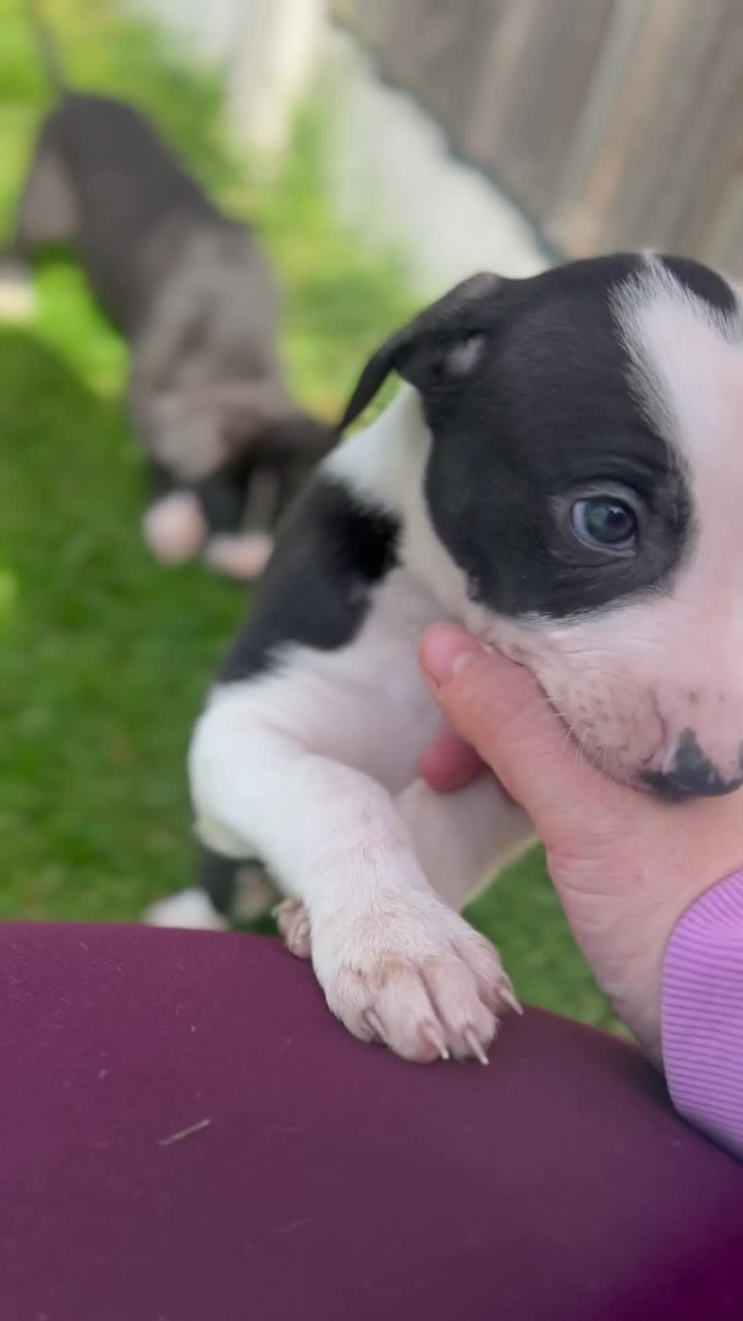 Lurcher dogs for sale: Tango x faith and Reece's line puppy's ready to go - Video 1