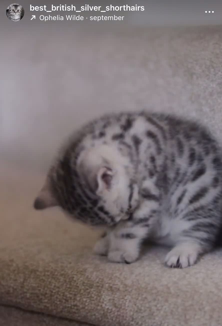 British Shorthair cats for sale: GCCF British Shorthair Silver Kittens - Video 1