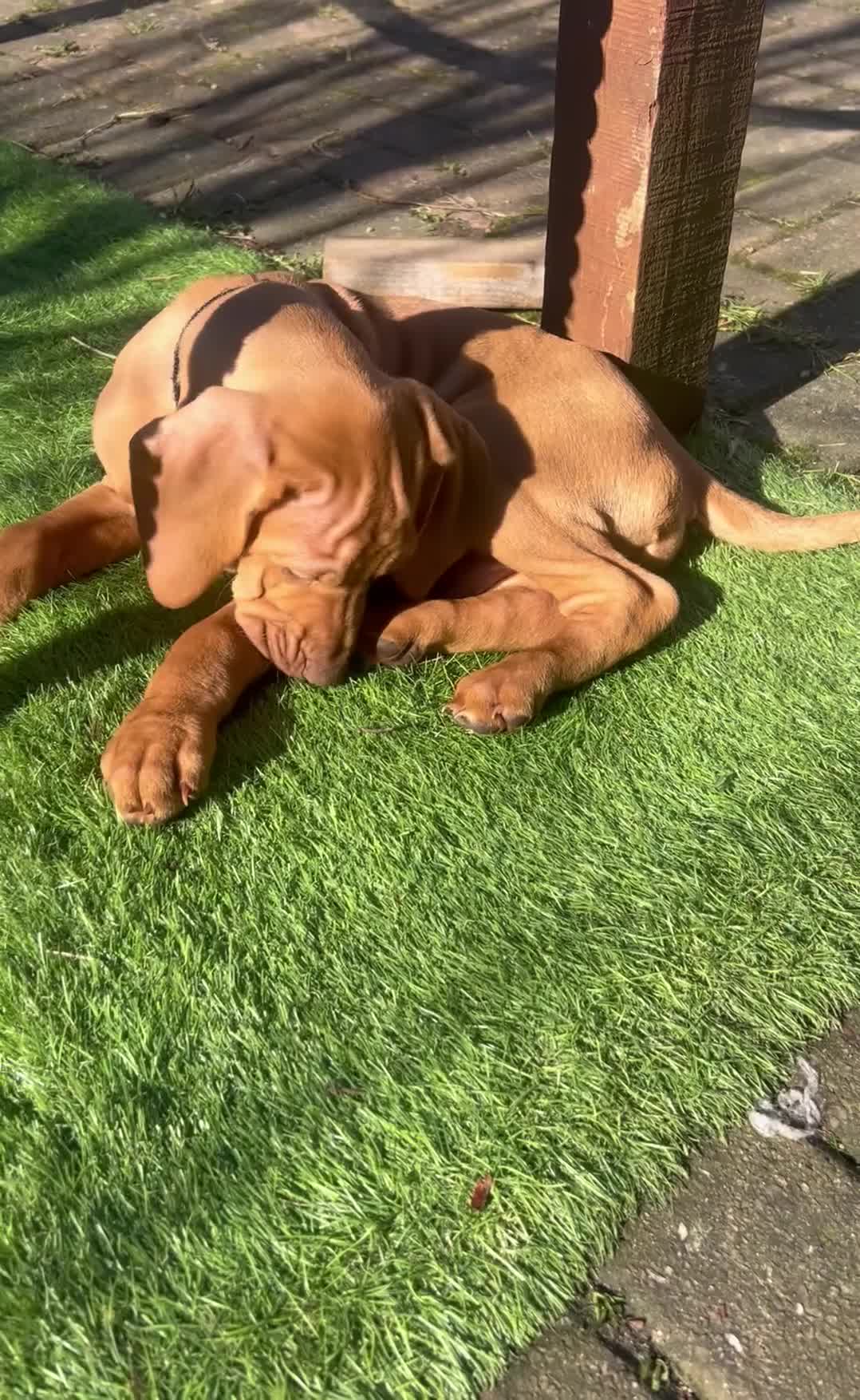 Hungarian Vizsla dogs for sale: Pedigree Hungarian Vizsla’s !! 🐶🐶 - Video 1