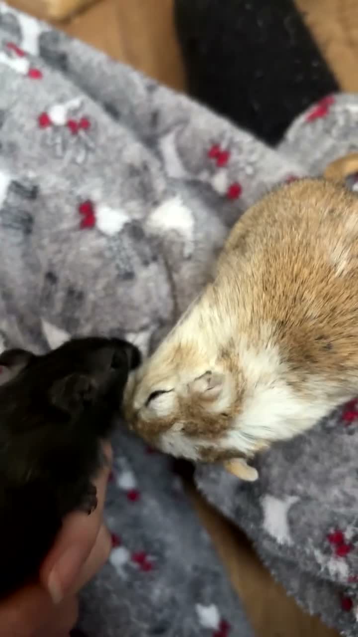 Gerbil rodents for sale: Gerbils(and full setup) - Video 1