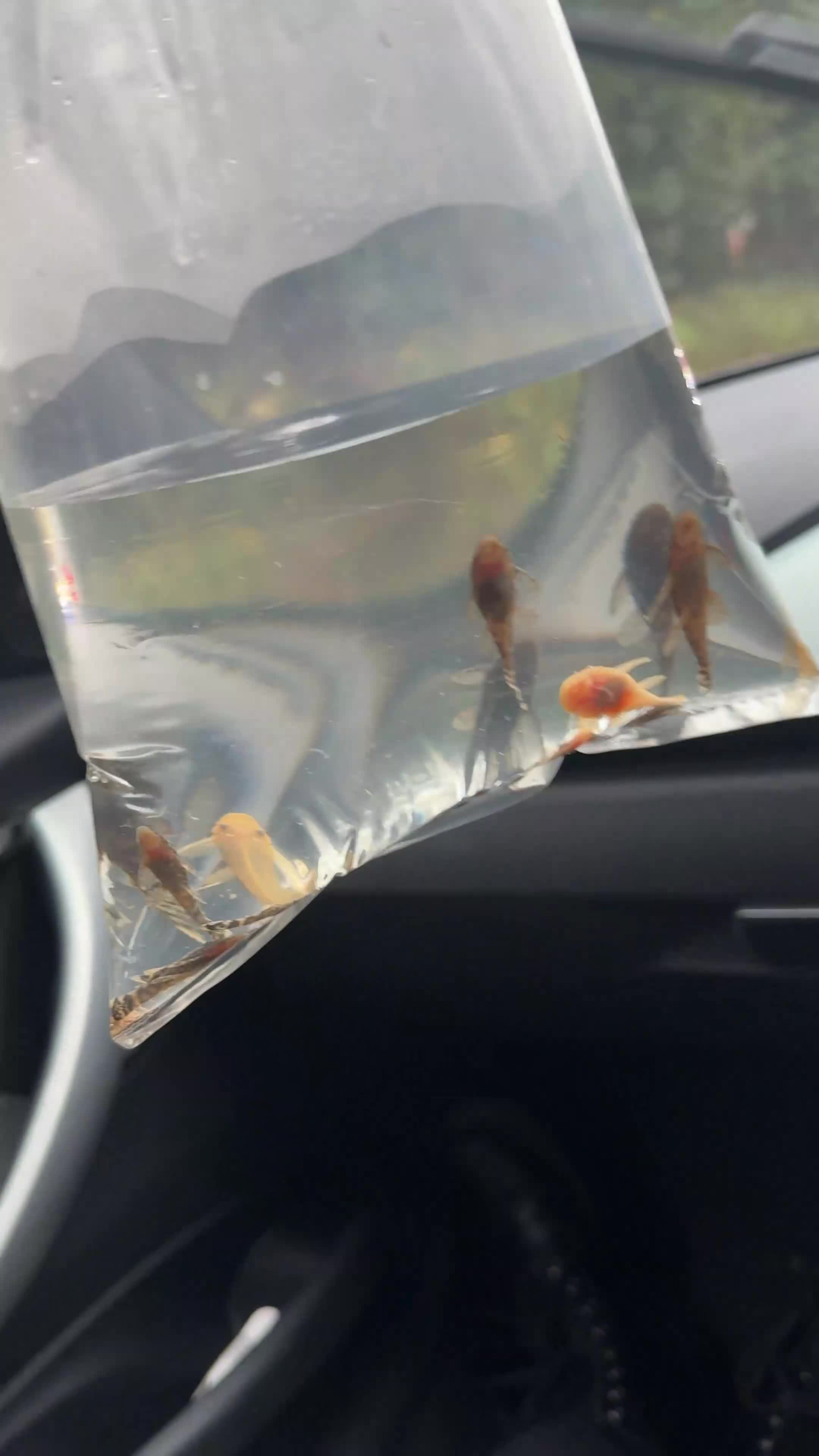 Plecos fish for sale: Chocolate and albino ansistrus bristlenose pleco in Leeds - Video 3