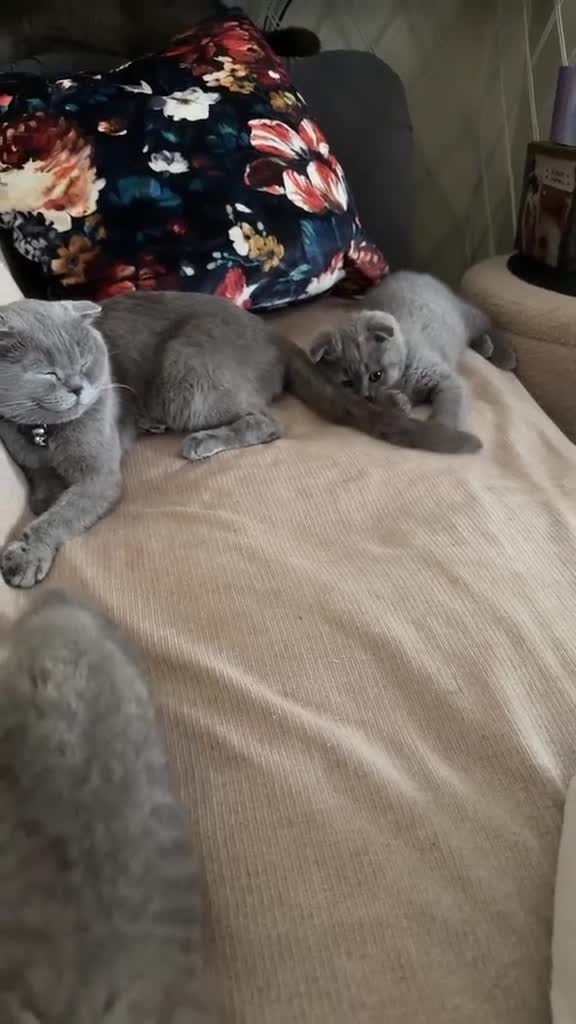 British Shorthair cats for sale: Adorable Kittens for Sale 🐾 - Video 1