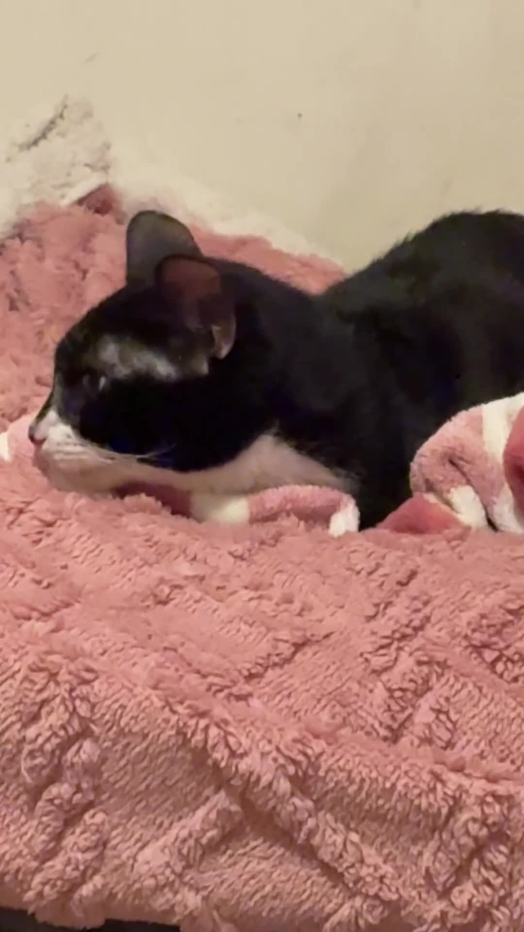 British Shorthair cats for sale: Gentle 5-Month-Old Shy Kitten in London - Video 2