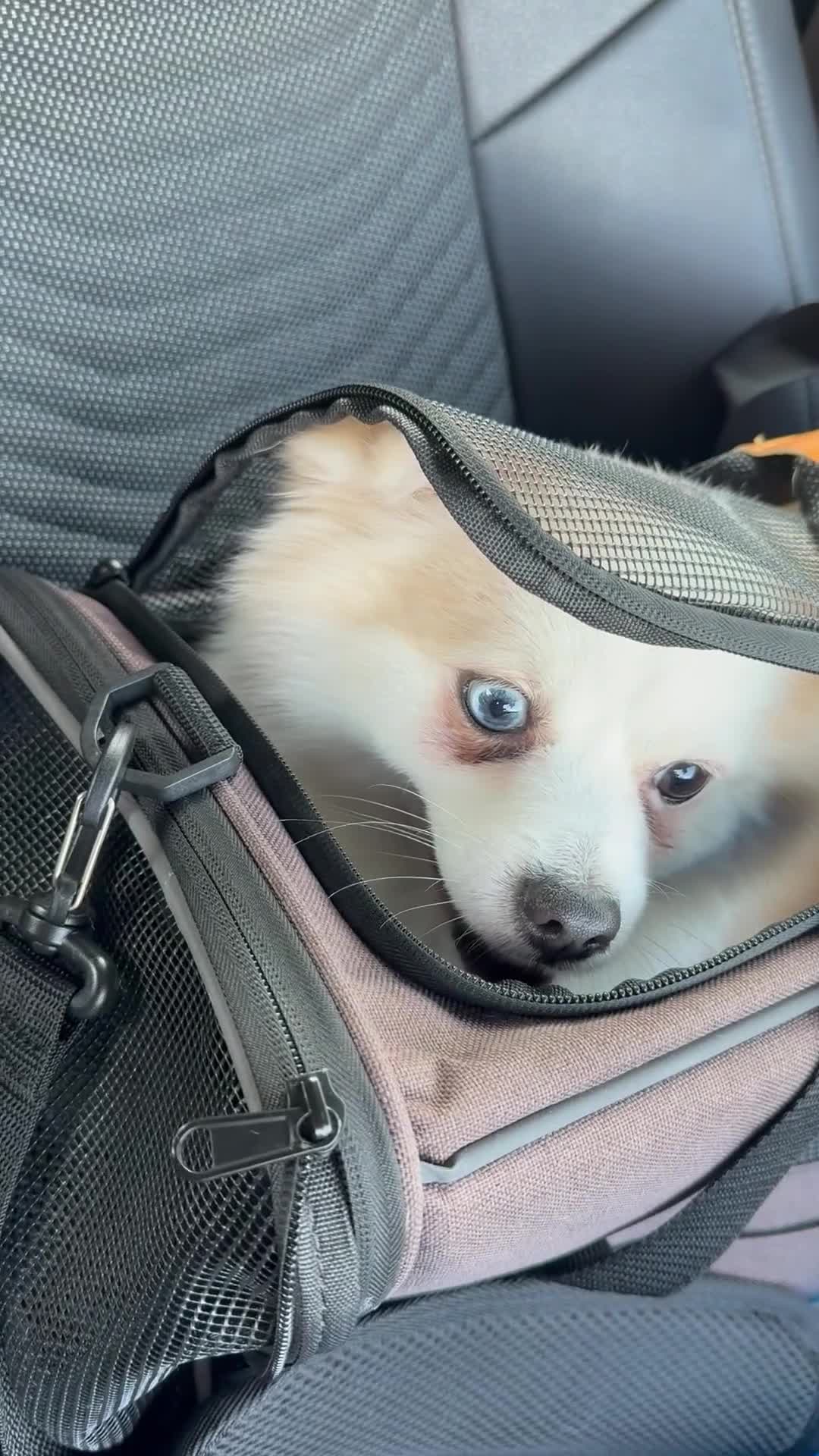 Pomeranian dogs for stud: PomeranianMale for Stud Healthy,Friendly&Ready Now - Video 4