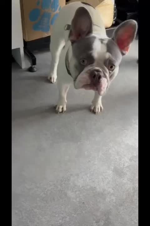 French Bulldog dogs for stud: Jasper available for stud - Video 1