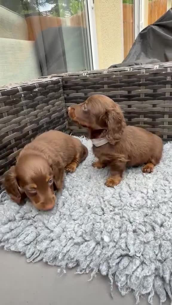 Dachshund dogs for sale:  Two Miniature long hair dachshund puppy’s  - Video 2