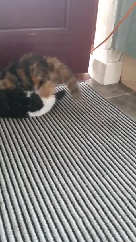 Mixed Breed cats for sale: 2 kittens for sale  - Video 1