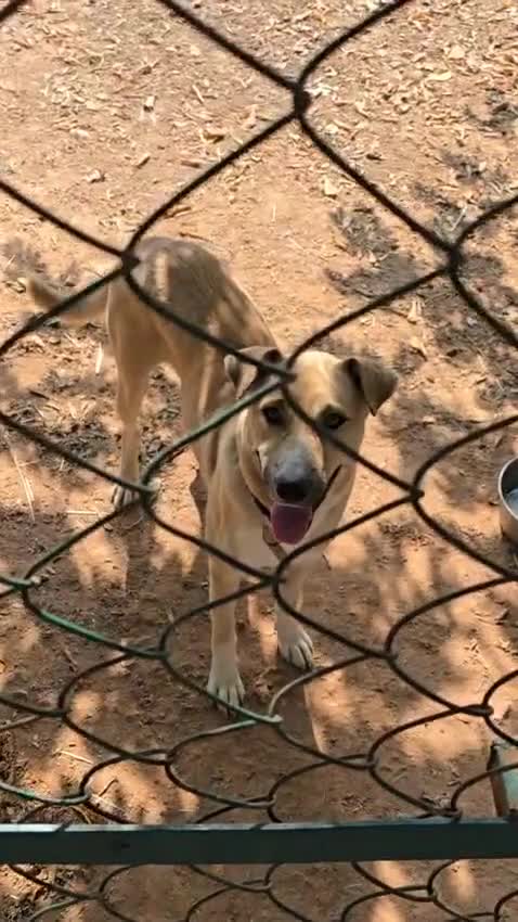 Mixed Breed dogs for sale: Magical Indie Street Dog Coming UK Seeks New Home - Video 5