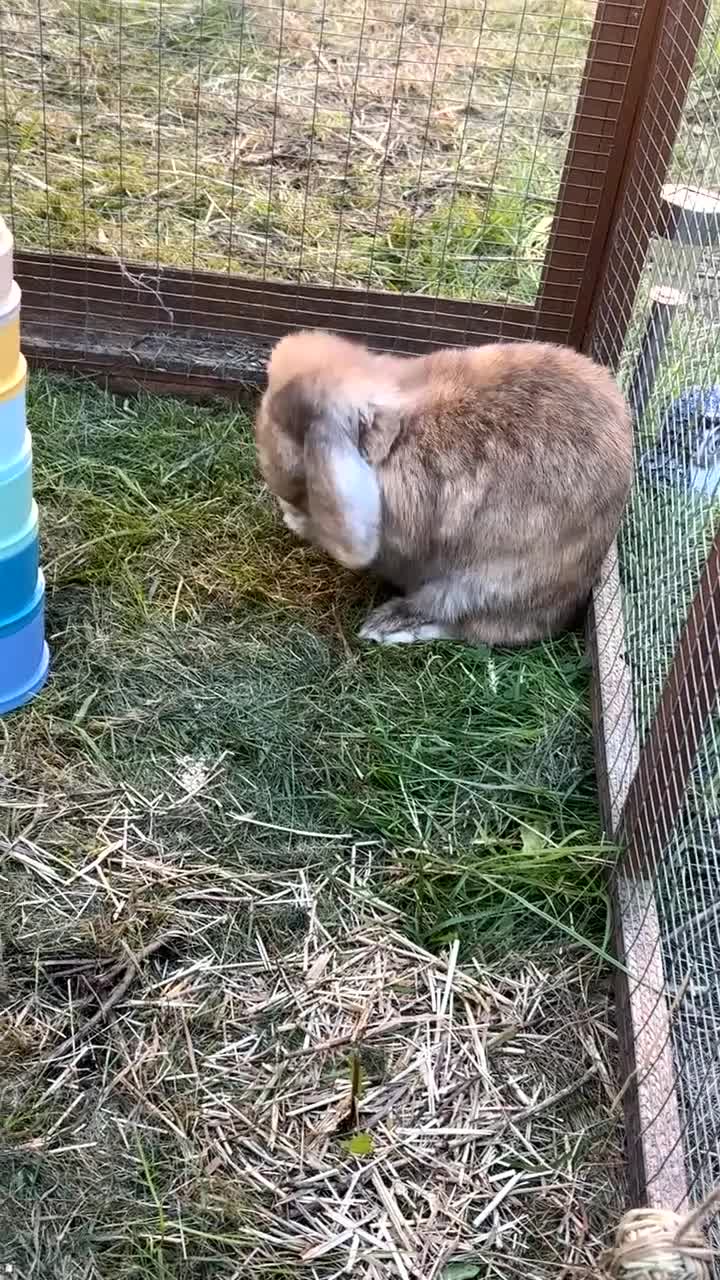 Mini Lop rabbits for sale: Male mini lop  - Video 1