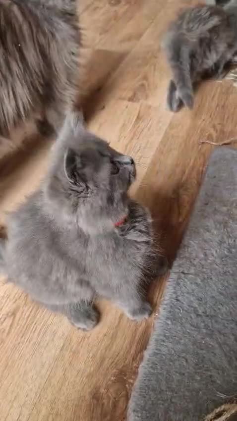 British Longhair cats for sale: Gorgeous British Blue longhair kittens - Video 3
