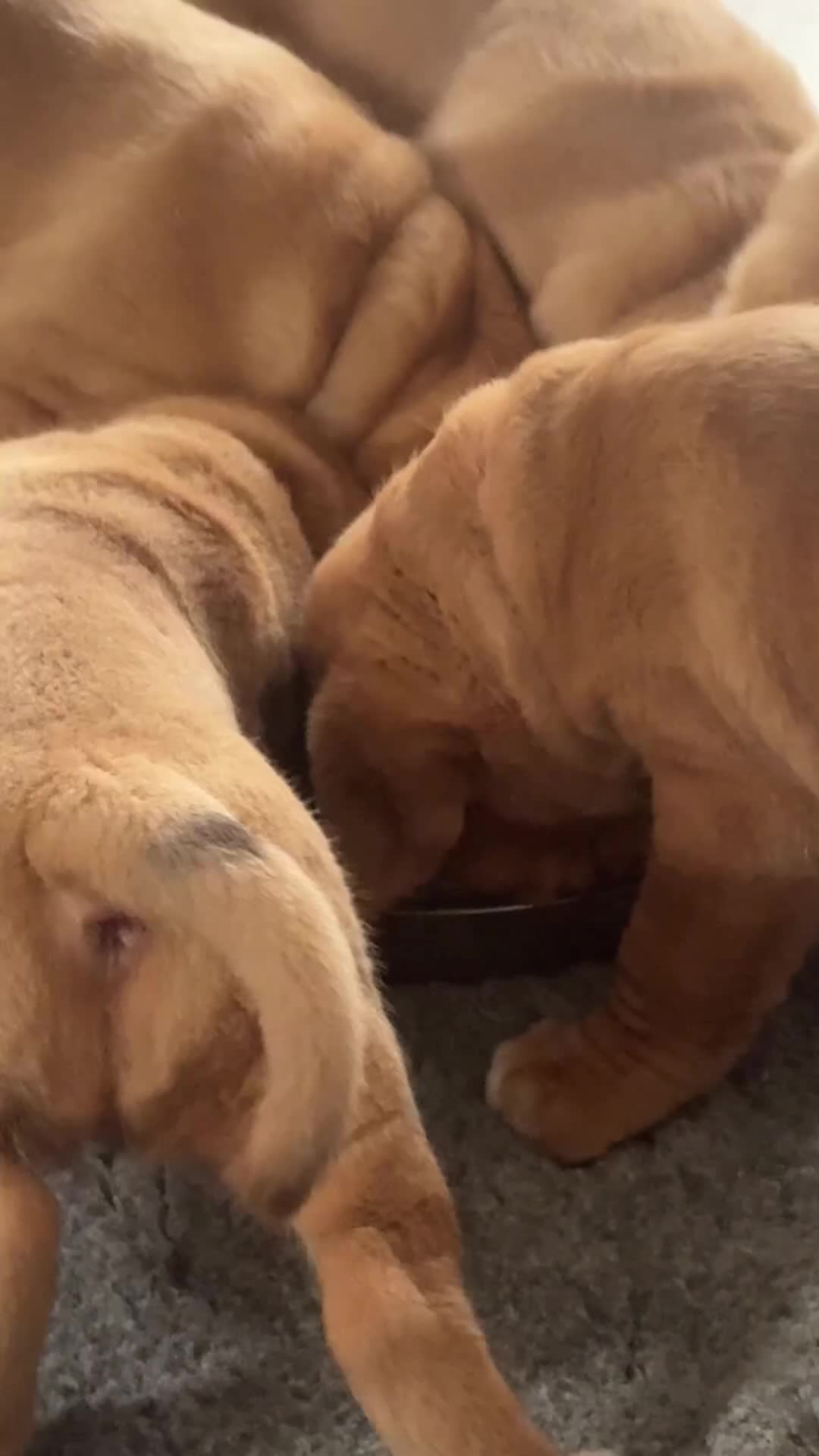 Dogue De Bordeaux dogs for sale: Beautiful Dogue De Bordeaux - Video 1