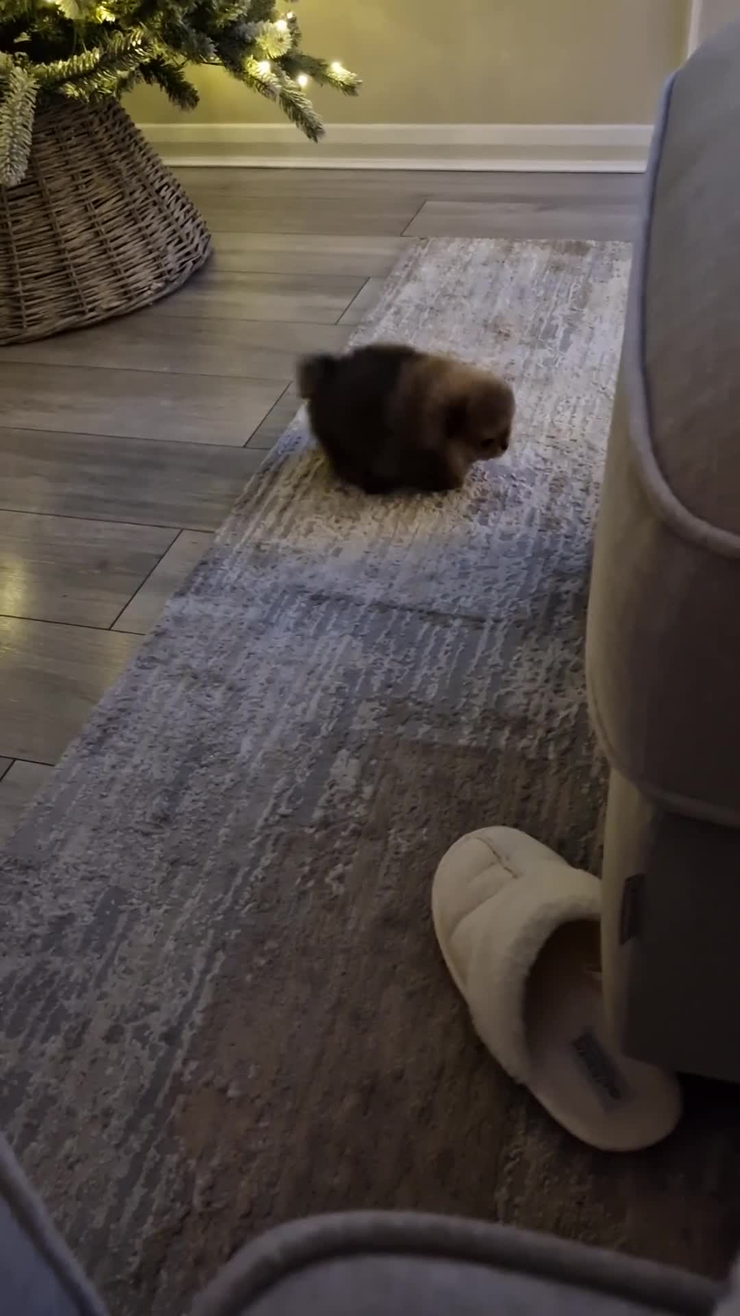 Pomeranian dogs for sale: **SOLD** KC Reg Pom– Orange Sable Boy - Video 3