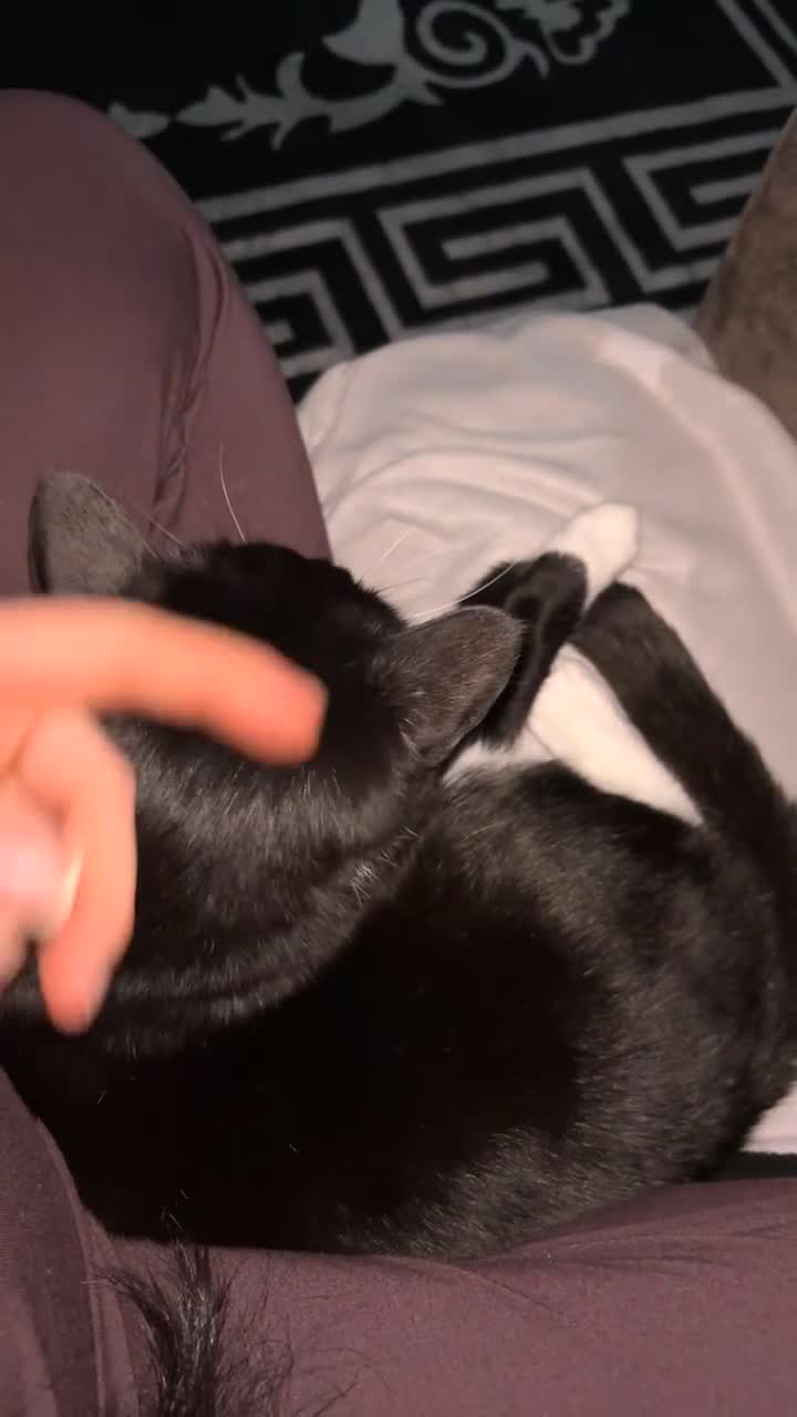 Mixed Breed cats for sale: Male cat neutered  - Video 2