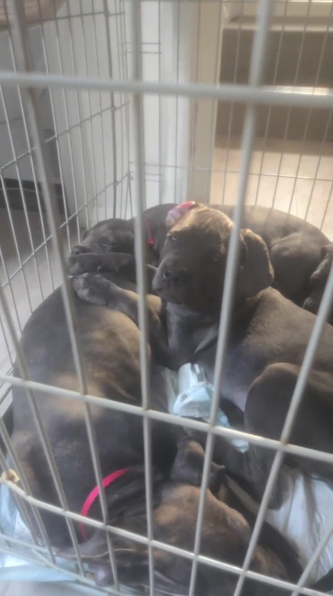 Cane Corso dogs for sale: 6 cane corsi in Purley - Video 1
