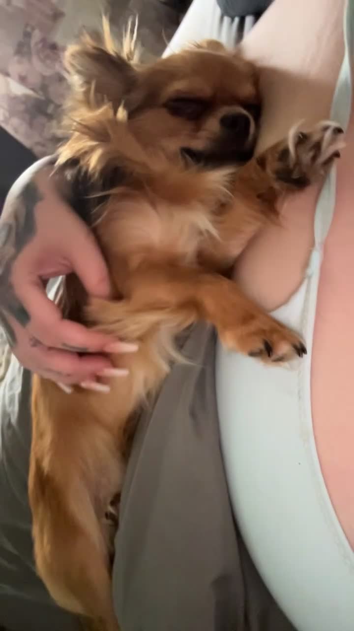 Chihuahua dogs for stud: Chihuahua For stud  in Tamworth - Video 3