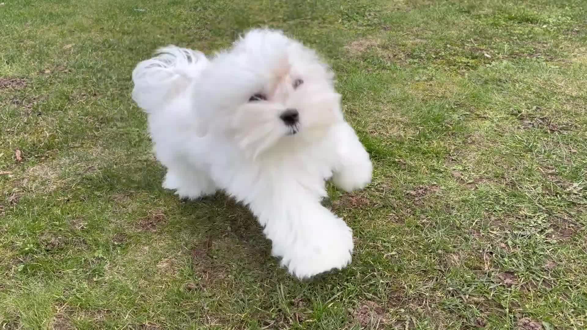 Maltese dogs for sale: 🩷🩷 Unique Korean Maltese puppy 🩷🩷 - Video 1