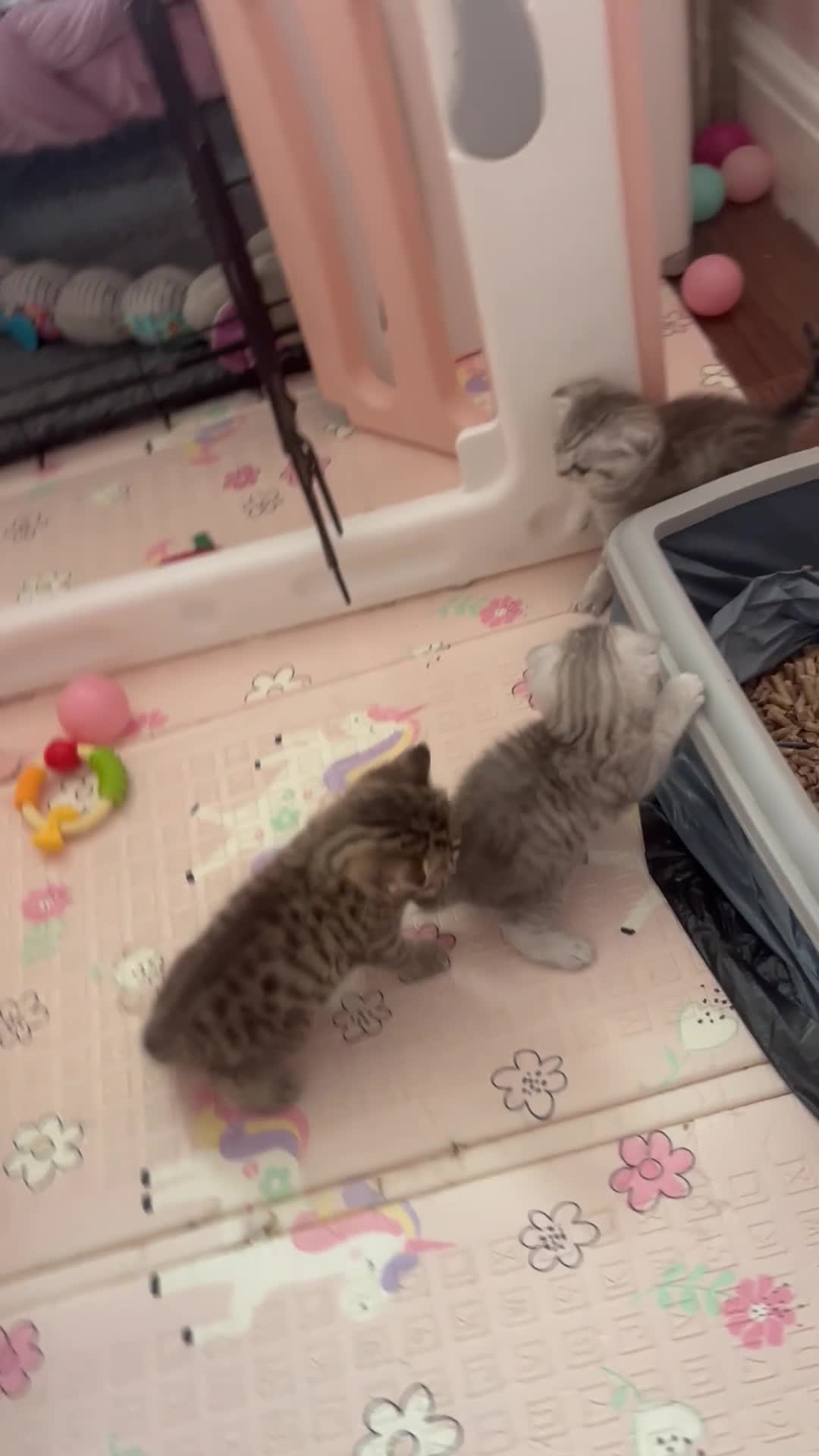 Scottish Fold cats for sale: 2 kittens left available  - Video 1