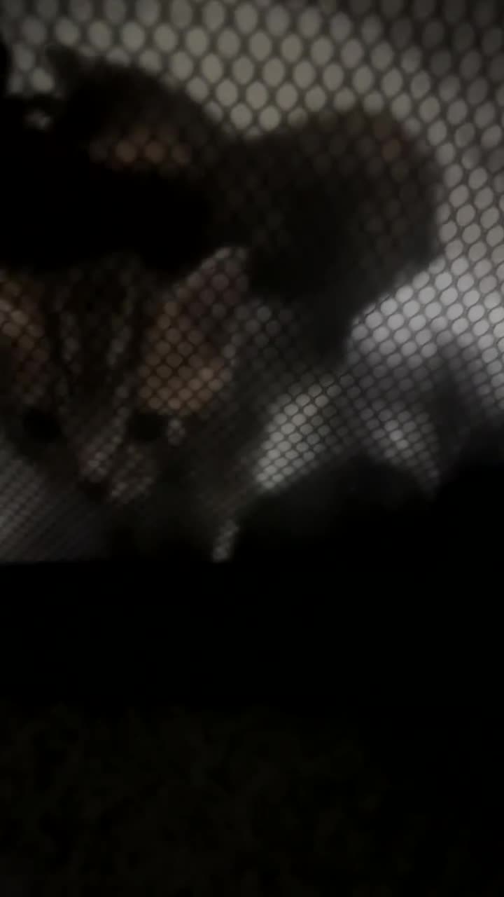 Mixed Breed cats for sale: Beautiful kittens for sale 🐾  in Wolverhampton - Video 1
