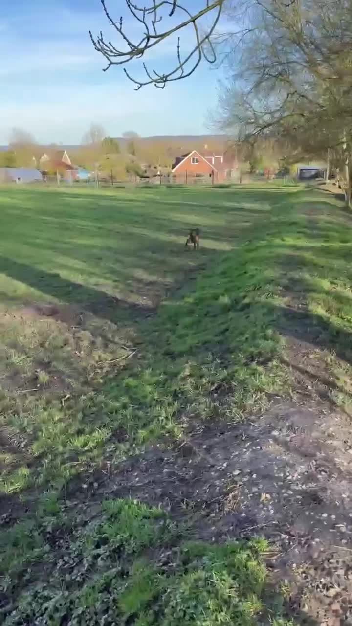 Mixed Breed dogs for adoption: Sammy needs an active home  in Chinnor - Video 3
