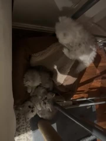 Persian cats for sale: Pure Persian kittens for sale  - Video 1