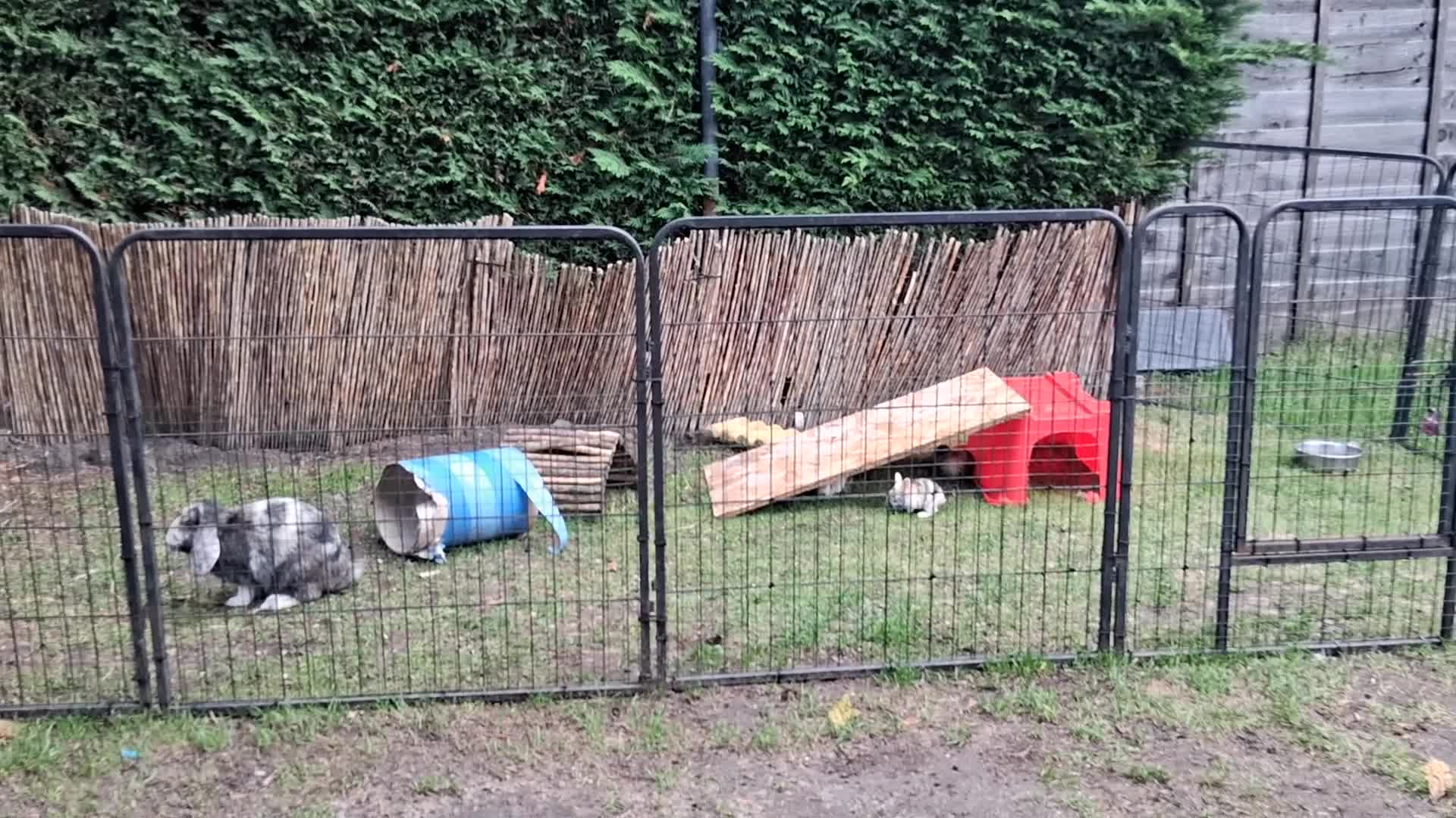 Rex rabbits for sale: Super Cute Baby bunnies! Rex x Lops - Video 1