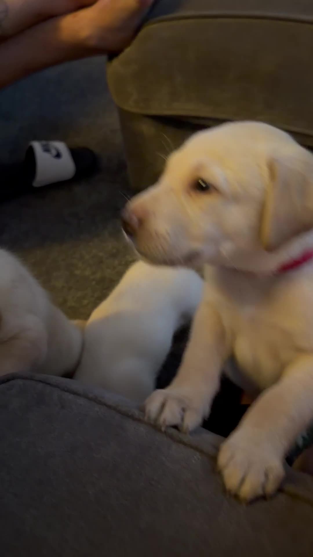 Labrador Retriever dogs for sale: Labrador puppy - Video 1