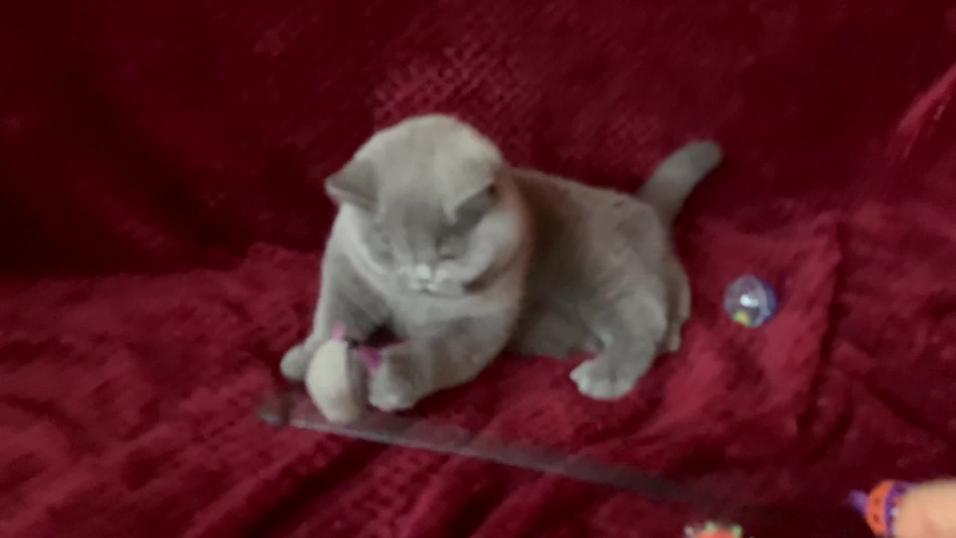 British Shorthair cats for sale: GCCF British Shorthair Boy Stunning Amber Eyes Now - Video 1