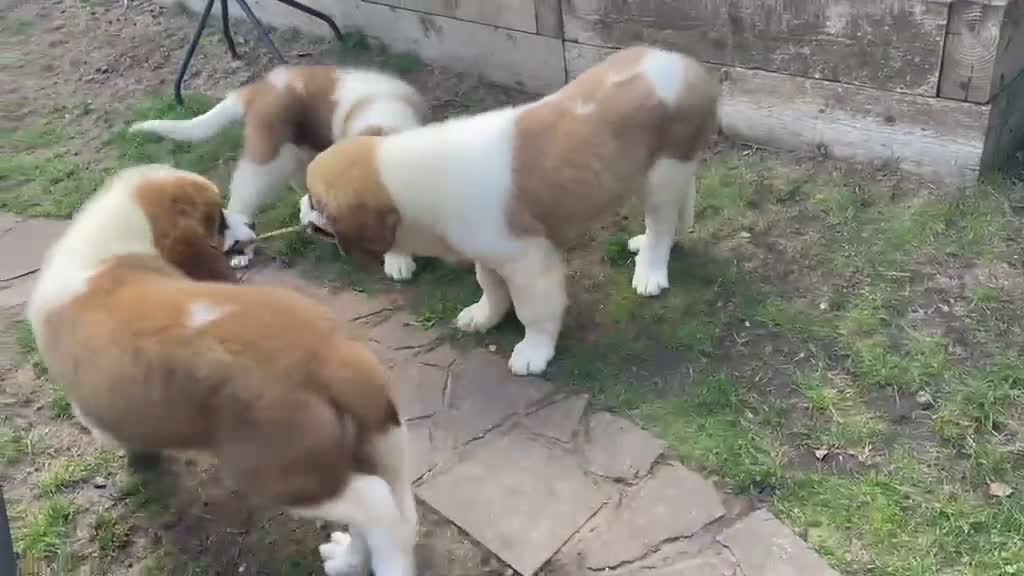 Saint Bernard dogs for sale: Saint Bernard  - Video 2