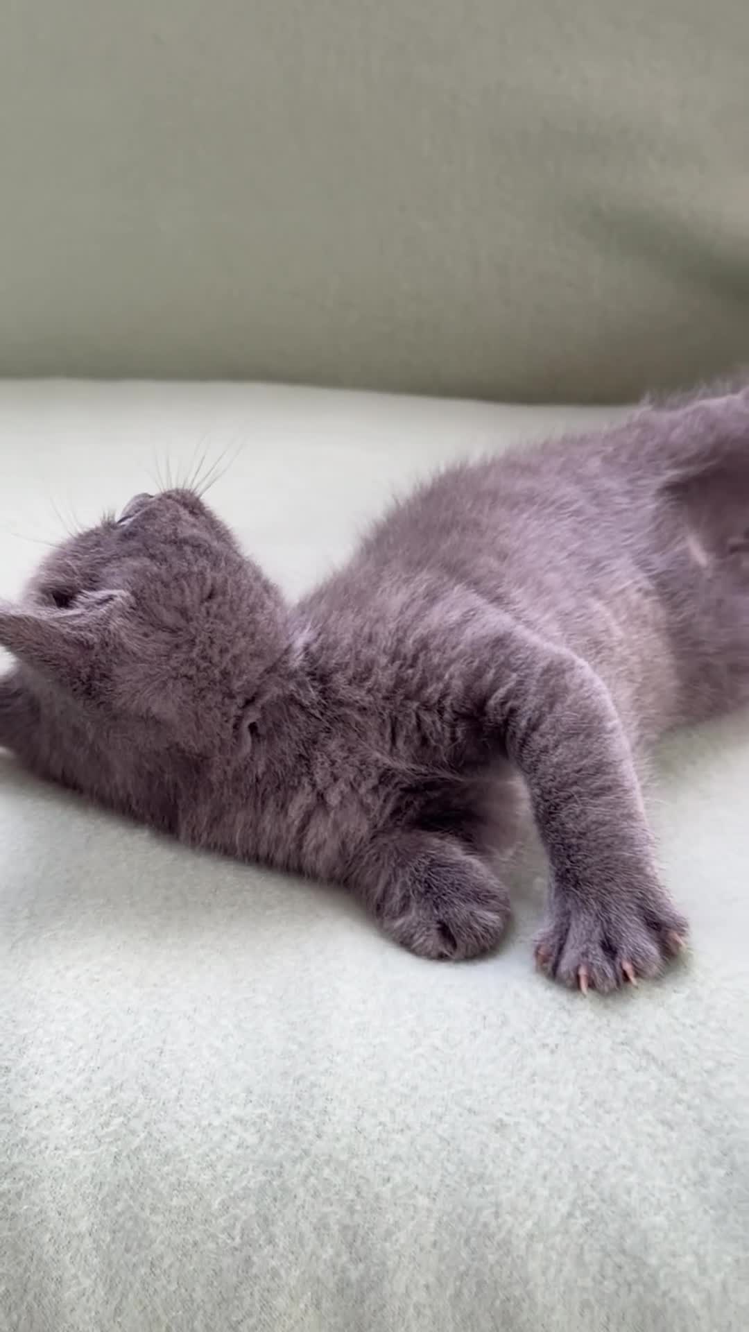 British Shorthair cats for sale: Beautiful British shorthair For Sale  - Video 2