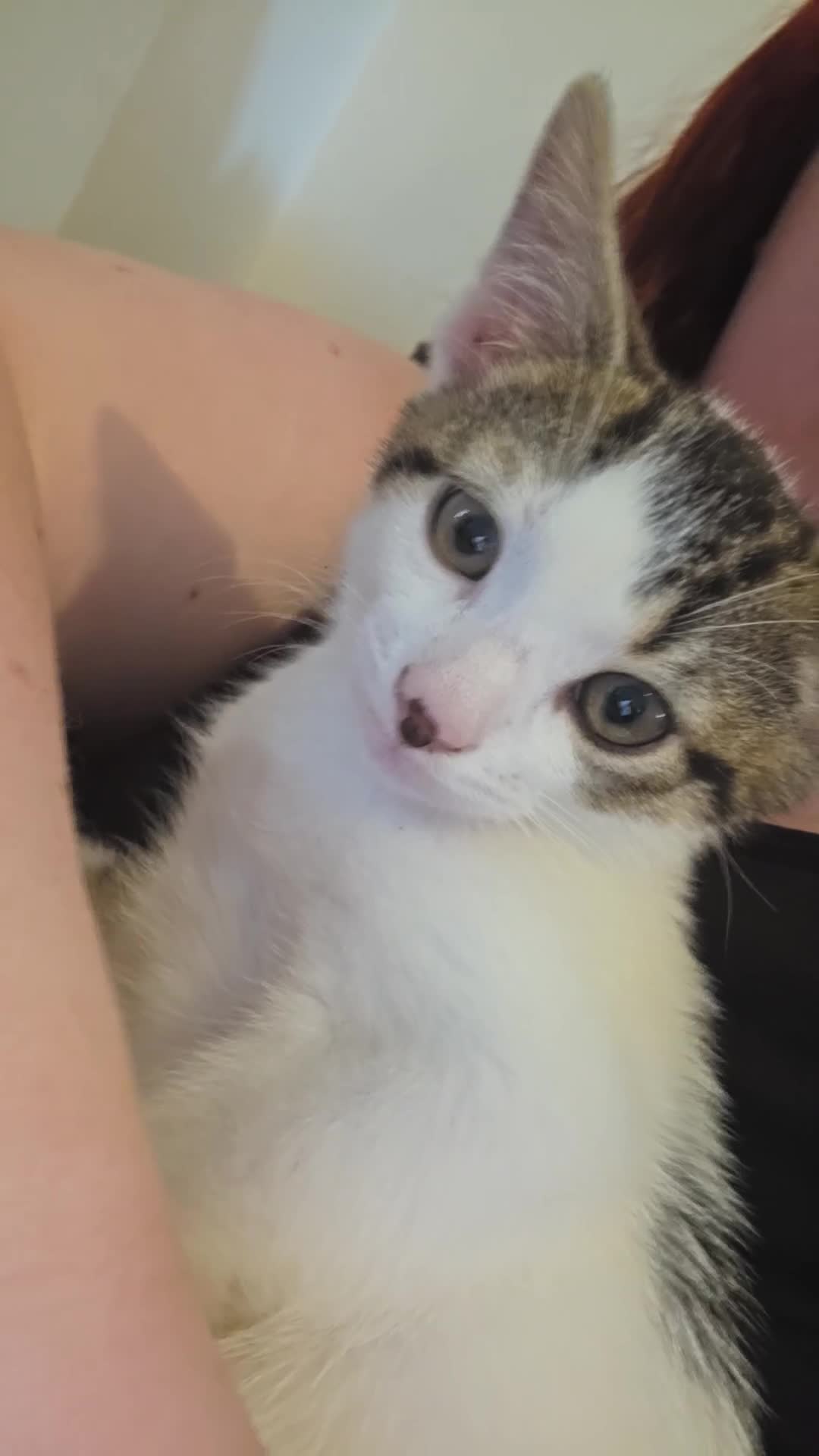 Mixed Breed cats for sale: Kitten for sale  - Video 1