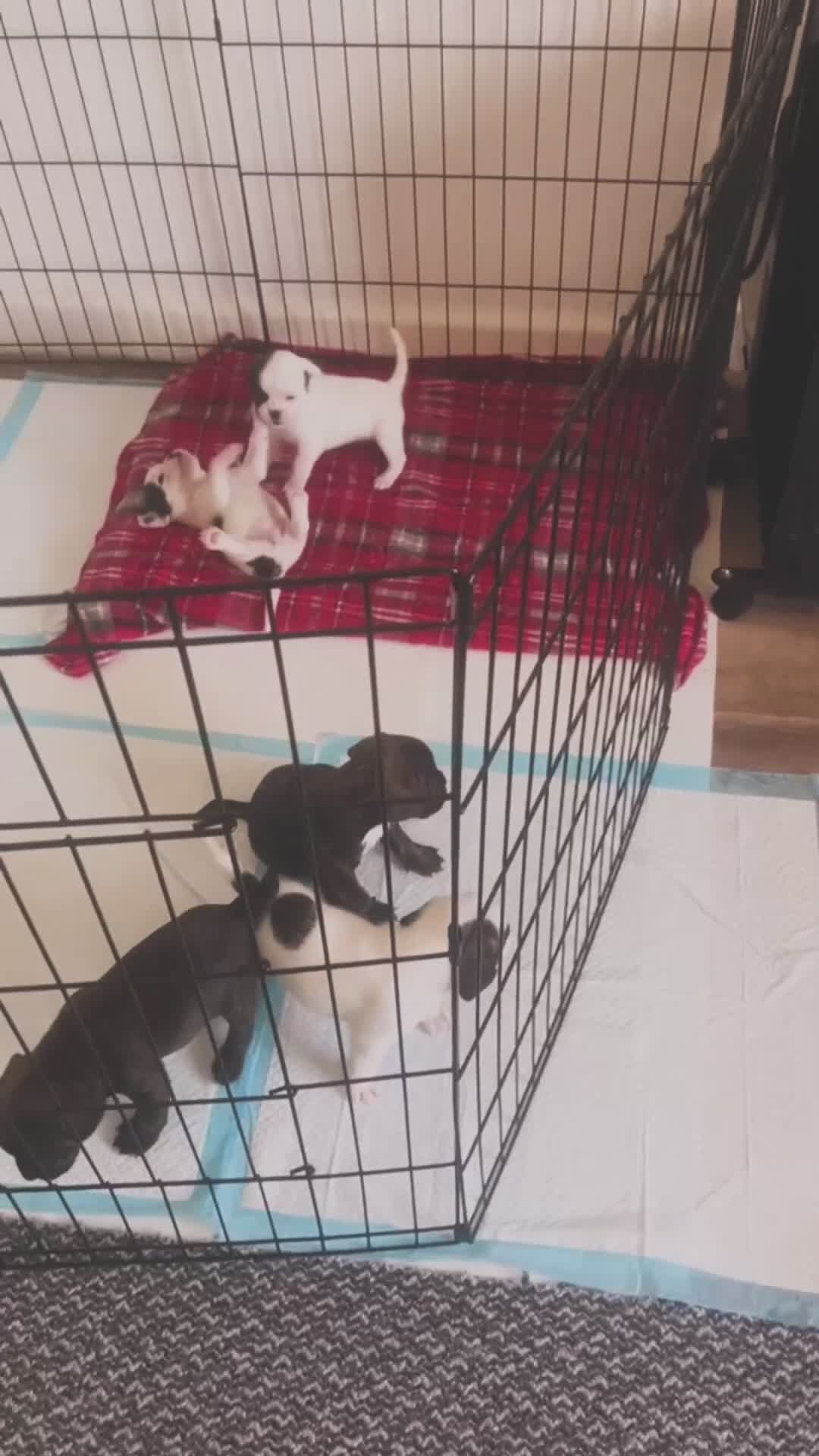 Mixed Breed dogs for sale: 7 Adorable puppies 🐾 in Swansea - Video 2