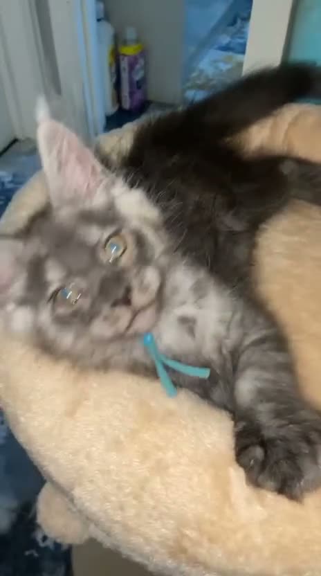 Maine Coon cats for sale: TICA Registered Maine Coon Kittens. - Video 2
