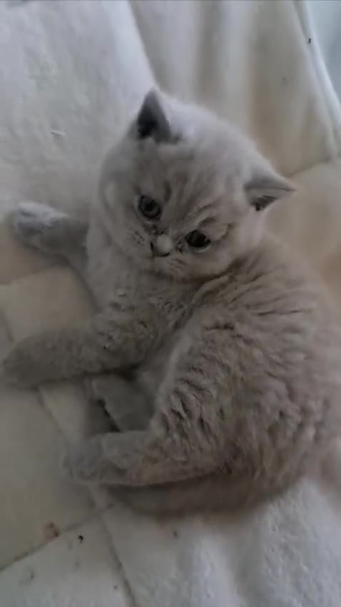 British Shorthair cats for sale: Chunky BSH kitten.PET ONLY - Video 1