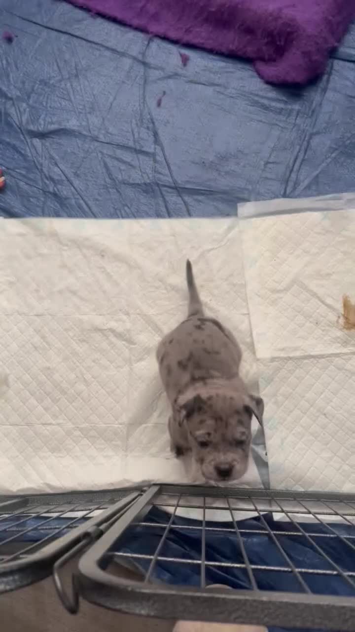 Cane Corso dogs for sale: CANE CORSO PUPS READY TO LEAVE £1000 - Video 1