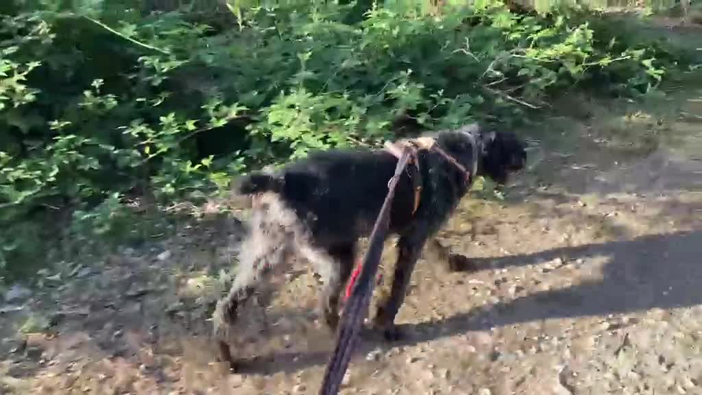 German Wirehaired Pointer dogs for adoption: German Wirehaired Pointer Orla in Camberley - Video 1