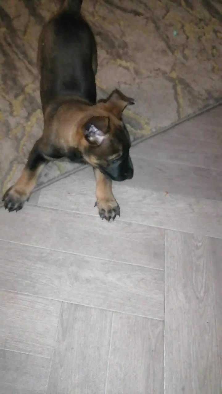 Belgian Shepherd Dog dogs for sale: Female Belgian malinois  - Video 2