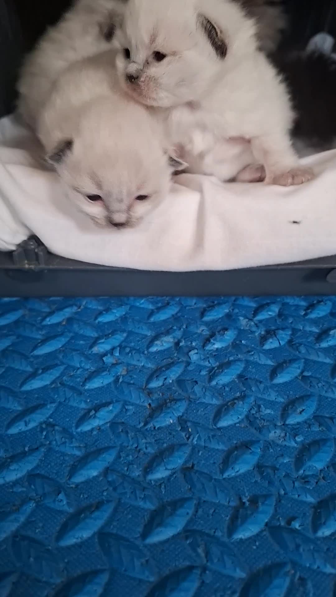 Ragdoll cats for sale: PEDIGREE RAGDOLL KITTENS - Video 2