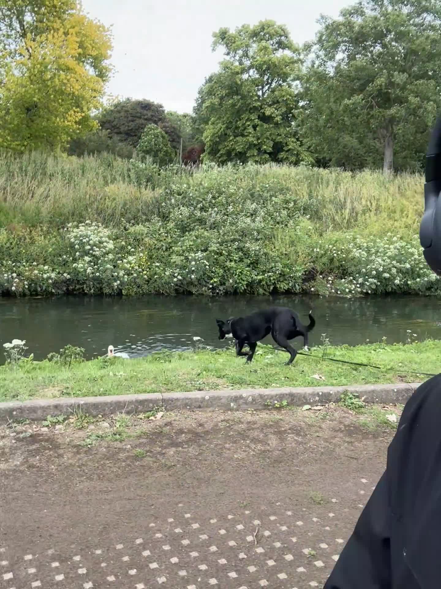 Mixed Breed dogs for sale: Marks rehoming add - Video 1