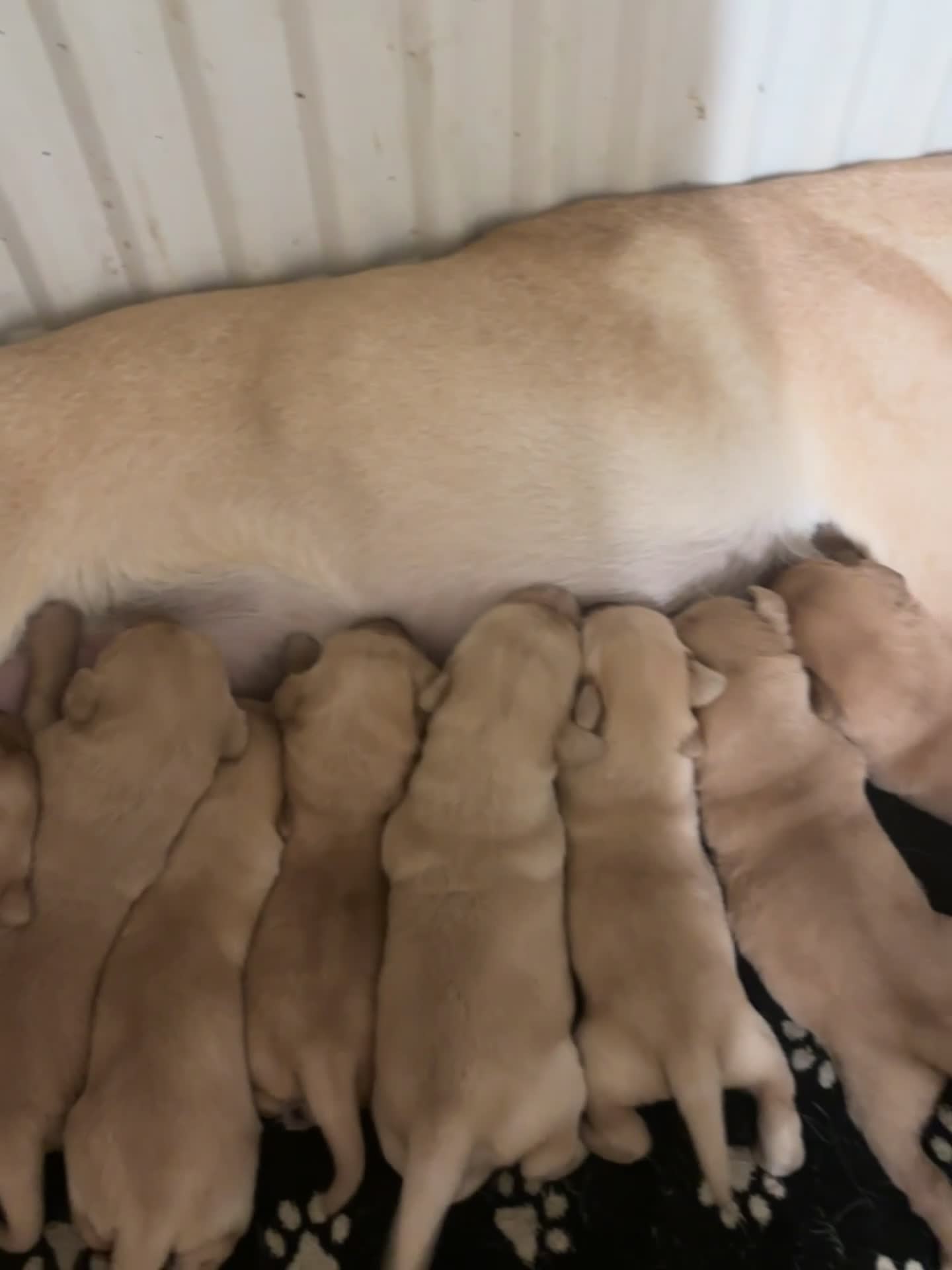 Labrador Retriever dogs for sale: Fox red Labrador - Video 1