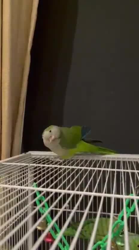 Ringnecks birds for sale:  for sale beautiful pair  - Video 1