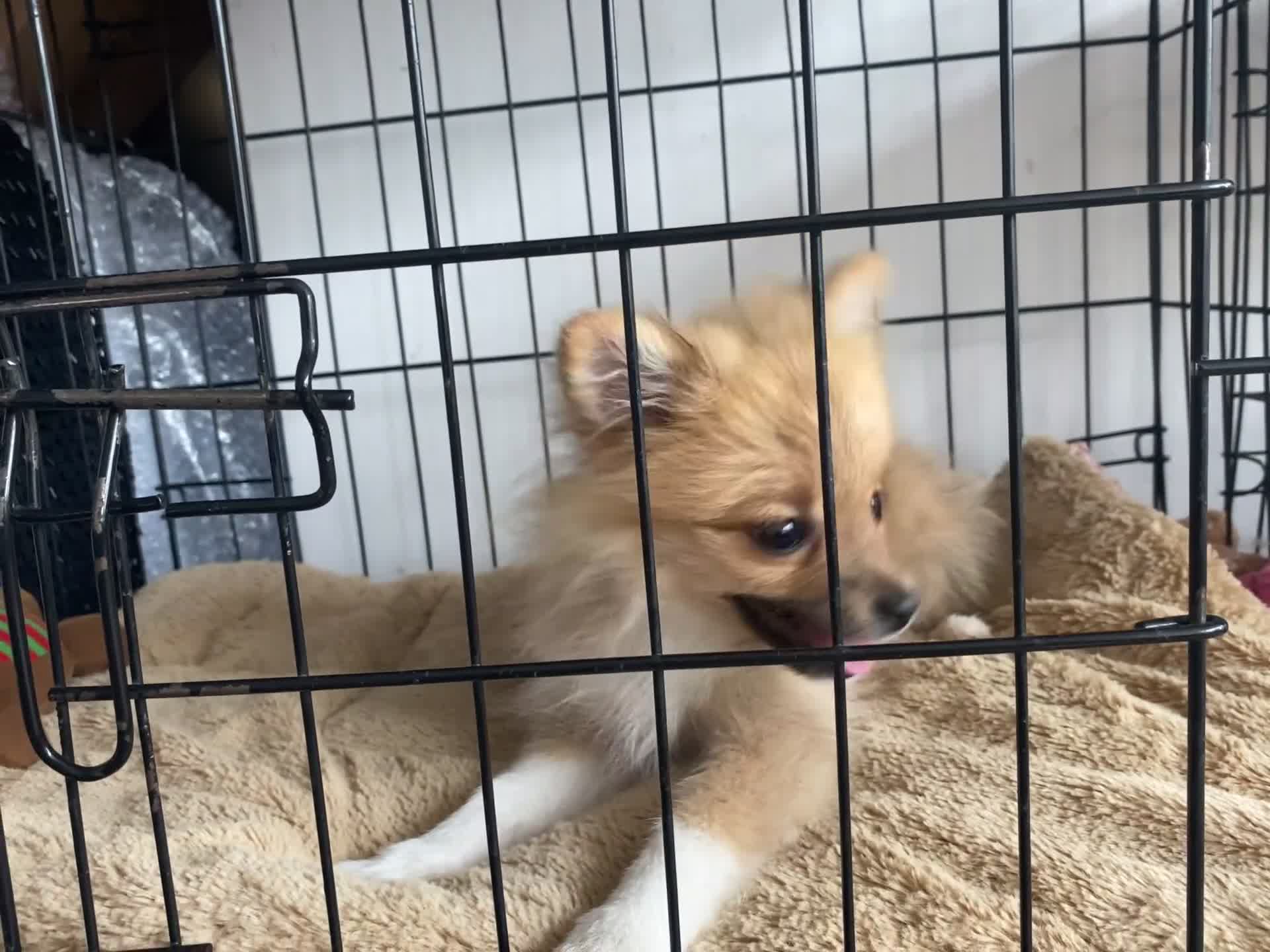 Pomeranian dogs for sale: Beautiful Pomeranian puppiesREDUCED  - Video 1