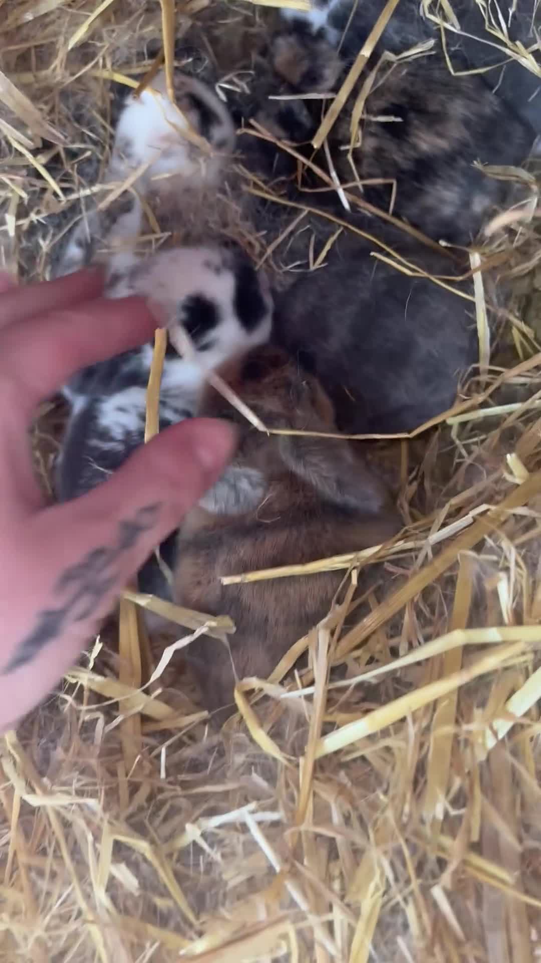 Mini Lop rabbits for sale: Mini Lops  - Video 1