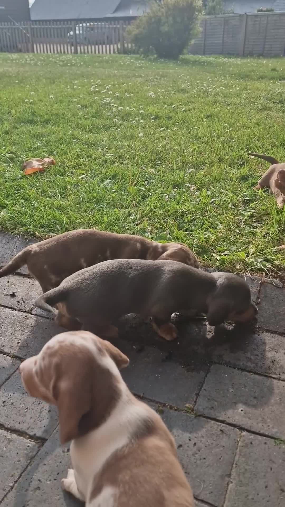 Dachshund dogs for sale: KC reg. Show Quality Standard Dachshund Girl in Ware - Video 3