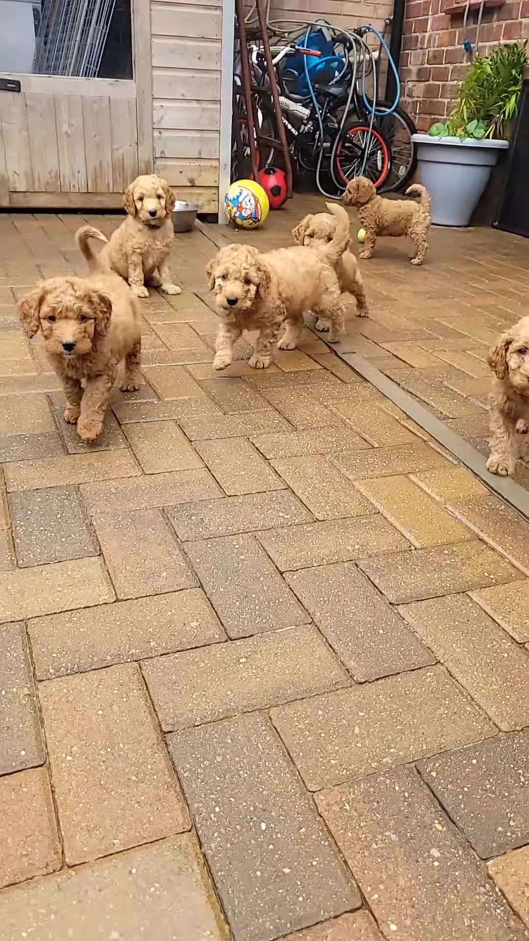 Labradoodle dogs for sale:  Apricot Doodle labradoodles - Video 5